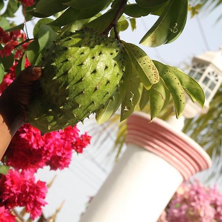 Sweetsop Jamaica Villa And Tours Montego Bay Zewnętrze zdjęcie