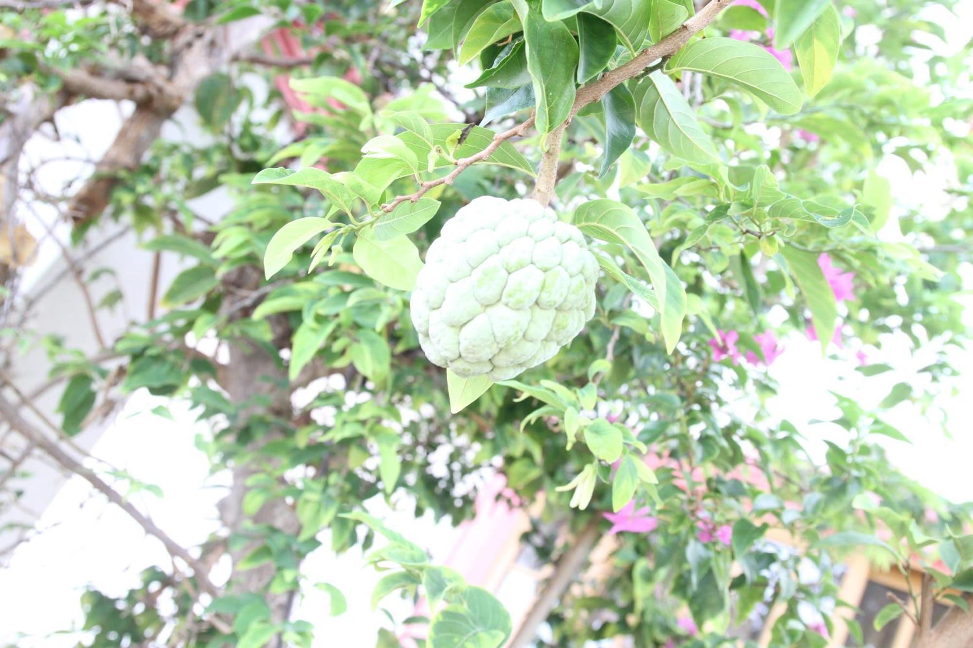 Sweetsop Jamaica Villa And Tours Montego Bay Zewnętrze zdjęcie